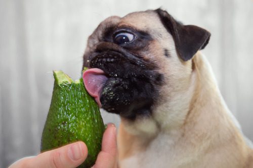 pug dog licking a green vegetable