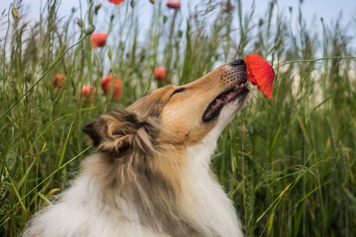 collie dog sniffing poppy flower in a field