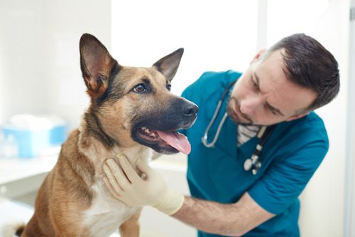 young male vet wearing gloves to examine a dog at the clinic