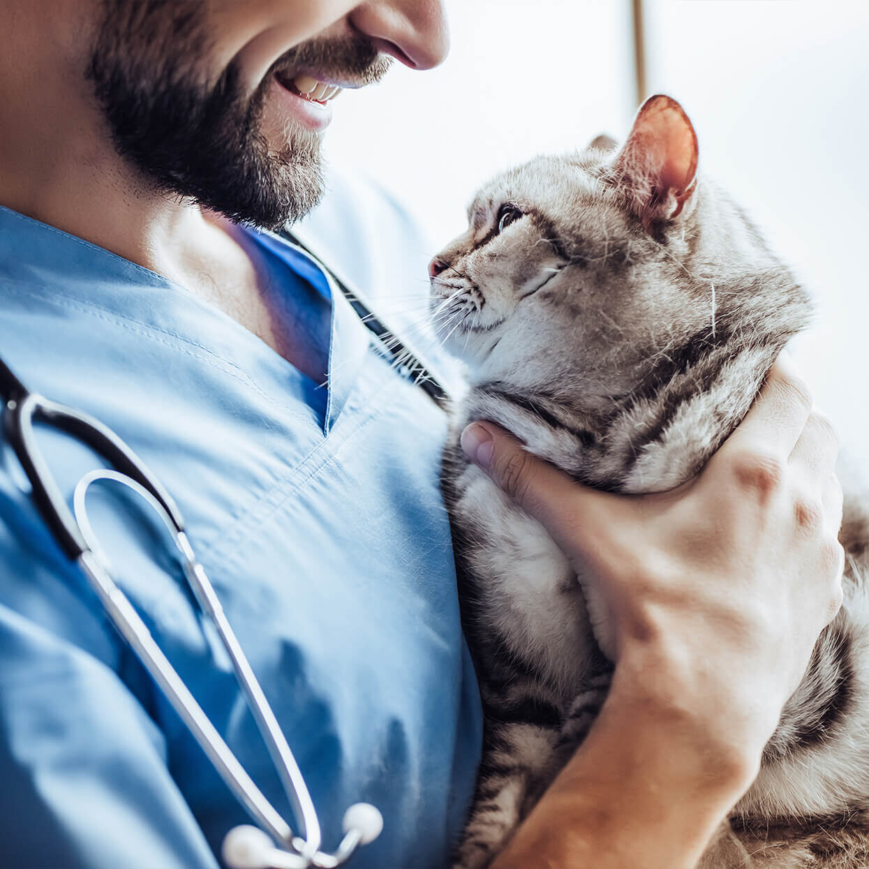 Male Vet Holding Cat