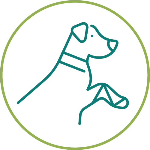 drawing of a dog with a cast on their paw in a light green circle