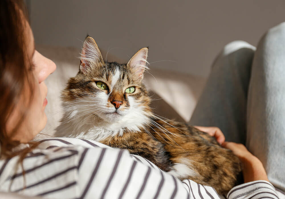 woman in striped shirt holding white and brown cat on her chest